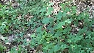 my wife fucks and everyone watches her masturbate