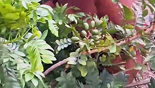 Evangelical neighbor picking fruits in public