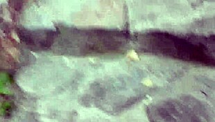 Pingo Na Bunda Part C: El Toro De Oro And Paty Bumbum With Cousins