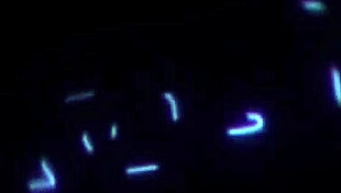 slender brunette pounded in missionary and cowgirl with load on bush