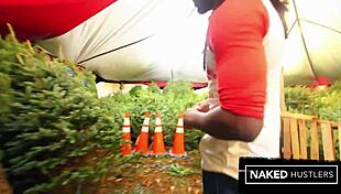 jayla foxx enjoys big cock at christmas tree lot