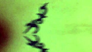 colombian crossdresser in doggystyle pose on sofa