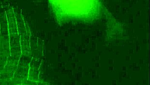 pack of amateur voyeurs watching in secret