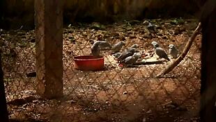 Footballer Fucks Mature Woman In Public Park