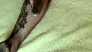 Woken up to cum on sexy ass in stockings