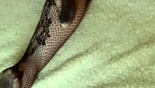 Woken up to cum on sexy ass in stockings