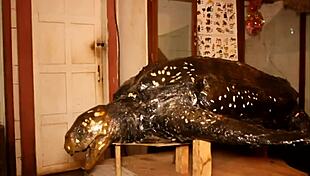 Footballer Fucks Mature Woman In Public Park