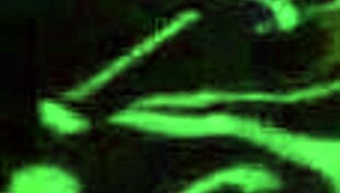 i get dicked hard by my neighbor as camgirl taio in rough doggystyle anal