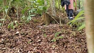 mistress invites to forest to avoid husband