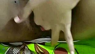 ketika suami ku kerja waktunya vcs dengan selingkuhan