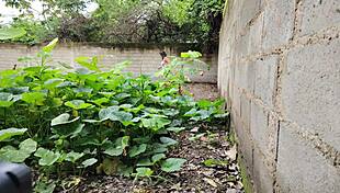 Casi Nos Descubren Follo A Vecina Mexicana Al Aire Libre