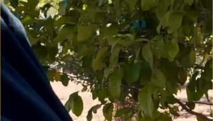 Hot Wife Delivers Amazing Public Blowjob Outdoors