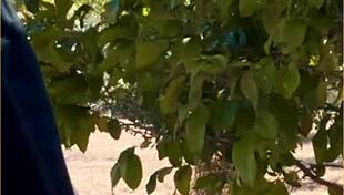 Hot Wife Delivers Amazing Public Blowjob Outdoors