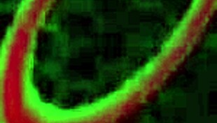 i saw carmella get her pussy and ass cummed by rome... oops