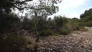 Feeling wild in the woods, Aixmen La Cubana fucks passionately in the car with intense pleasure