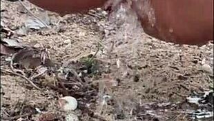 missspisss update 12: pee compilation from jan 05 2025