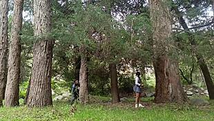 Old peasant fucks young 18+ college girl in the field