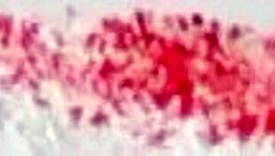 Chocolate Tesuda Bent Over and Drilled!