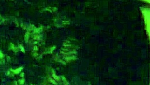 Wow, Stephanie Clover's beautiful face and hard cock shemale!