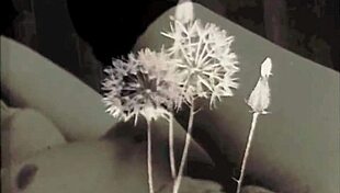 Dark lantern entertainment presents beauty and the beast