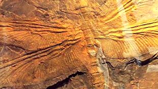 Dark lantern entertainment presents beauty and the beast