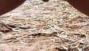 Pequena caipira with old boot went to sugarcane field dancing funk and fucking hard!