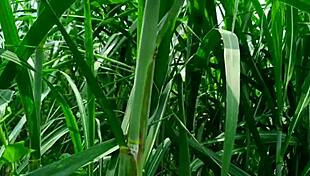 Hot sexy indian wife sadi sex