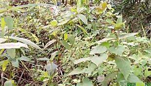 Fucking in the bush with a black fat pussy