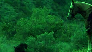 I remember Brooke Ballentyne fucking the hired ranch hand by the fireside outdoors, creampie and all.