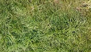 village girl teases pussy at lunch