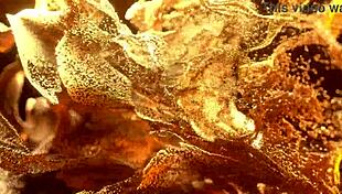 Welcome To Colombia Sexy Teen Bruna Santos First Interracial Gangbang