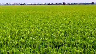 Young Japanese Couple Fucks Doggystyle in Rice Field