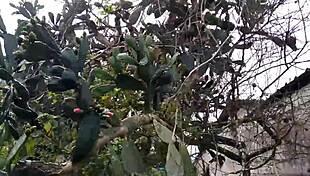 damn, this sexy latina teen from the commune shows off her wild bedroom tricks!