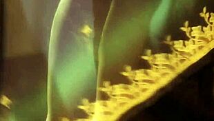 Bollywood Indian Milf Strips Nude in Sensual Erotic Dance