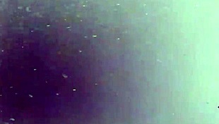 bitch spreads lips showing off her huge hairy pussy up close