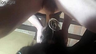 that amazing chinese amateur wakes early morning with wet bootycall blowjob reality