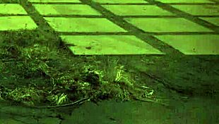 check this trampling domination... unless you're stuck in the sixties vibe 😈👟