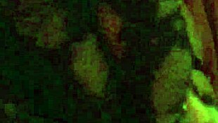 bbw gizelle lane rubs big clit fingers pretty fat pussy with dildo toys