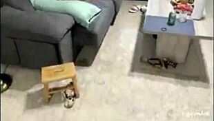 xingando o corno while fat latina milf gives handjob and tits bounce