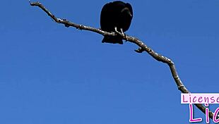 Tarra White devours shaved pussy with rimjob on public beach!