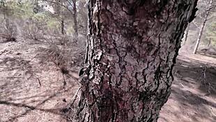 Caught In Woods Bent Over Fucked Hard By Stranger Doggystyle Pov Petite Teen Whore