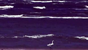 beach threesome hides black mom's secret wild side