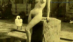 dark lantern entertainment uncovers vintage hairy beaver retro tits