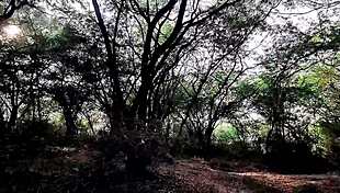 jungle girl, suck this cock deep or get fucked rough in the forest?