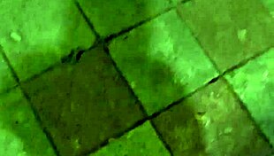 ting xuan shemale vibes outdoors then pees with toy