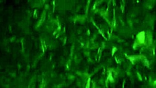 i meet cute whore friend deep in jungle for ass play