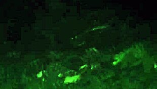 i meet cute whore friend deep in jungle for ass play