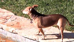 vanessa cage teases her ass pussy and tits in hot backstage cage action