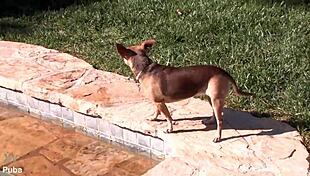 vanessa cage teases her ass pussy and tits in hot backstage cage action