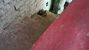 bengali village girl squeezes boobs kissing friends outdoor ranch couple fun